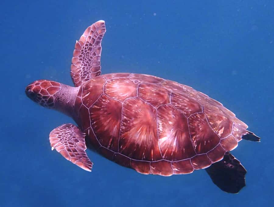 From Mindelo: São Vicente's Enchanting Sea Turtle Snorkeling - Meeting the turtles off São Pedro