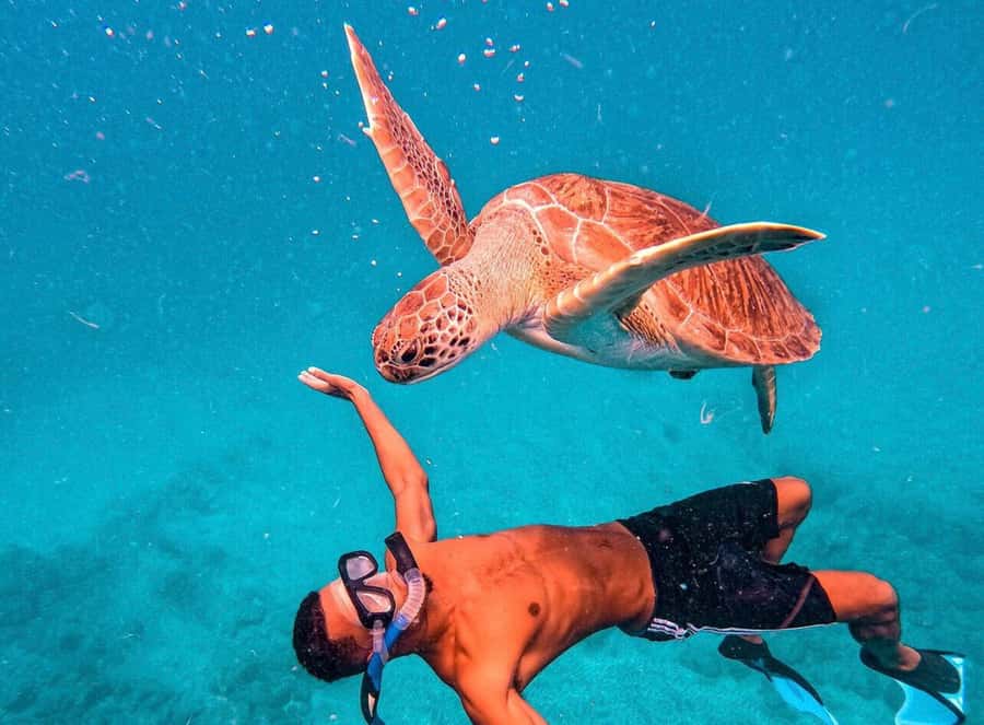 From Mindelo: São Vicente's Enchanting Sea Turtle Snorkeling - The 90-minute schedule, step by step