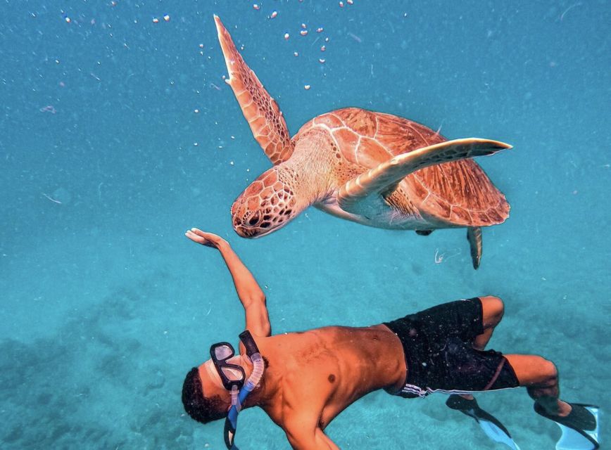 From Mindelo: São Vicente's Enchanting Sea Turtle Snorkeling - What the water encounter is really like