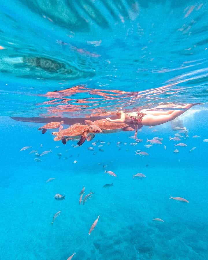 From Mindelo: Snorkel and Swim with Sea Turtles - Seeing Cape Verde’s turtles at São Pedro