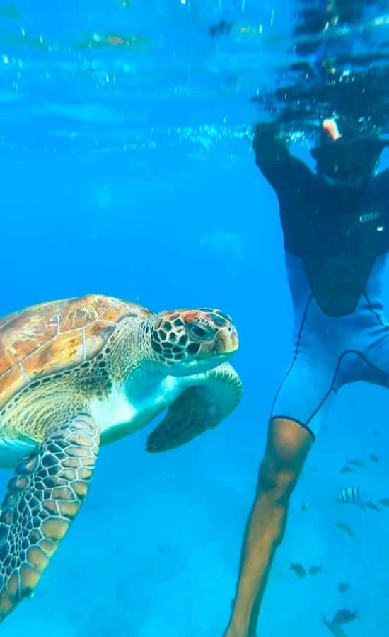 From Mindelo: Snorkel and Swim with Sea Turtles - Why the small group matters