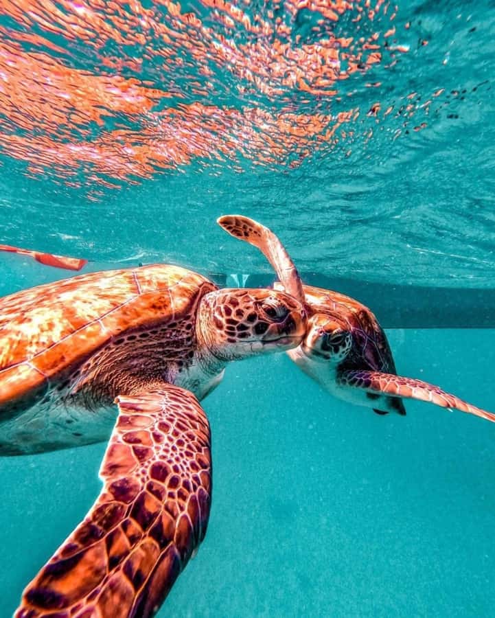 From Mindelo: Snorkel and Swim with Sea Turtles - Who will enjoy this São Pedro outing