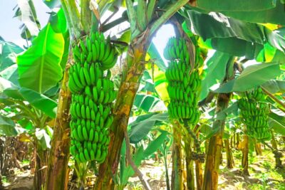 Banana Plantation Tour and Cuscuz Workshop