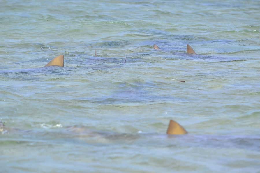 From Sal Island: Blue Eye, Salt Lake, Lemon Sharks, Palmeira - Espargos and the practical lunch stop