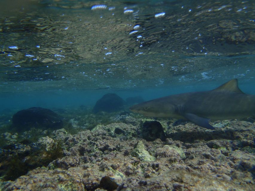 Guided Lemon Shark Watching