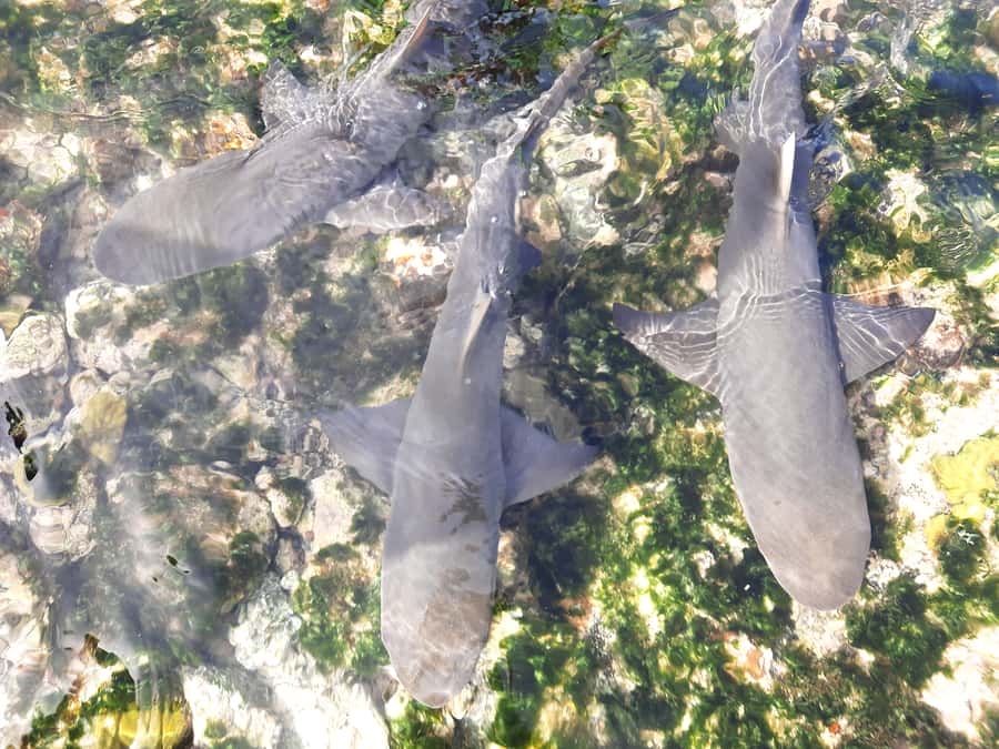 From Santa Maria: Sal Island Private Day Trip - Why this private Sal tour works well