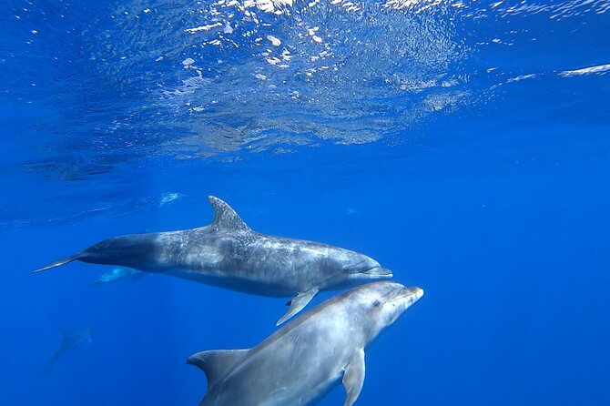 Full day Sailing yacht - Beautiful day on the Atlantic Ocean - Snorkeling and the swimming stop