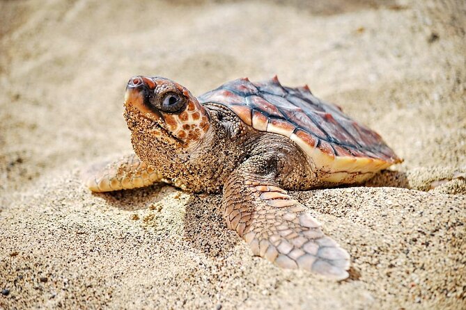 Full Day Sal Island Tour in Santa Maria - Buracona and the Blue Eye