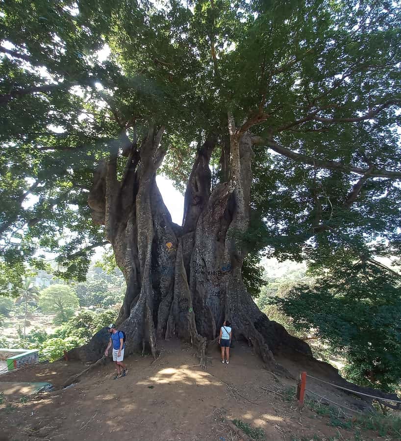 Full-Day Santiago – Villages, Nature & Local Culture - Boa Entrada and the 700-year-old kapok tree