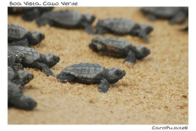 Guided turtle tour in a group in Boa Vista - Why this turtle watch matters on Boa Vista