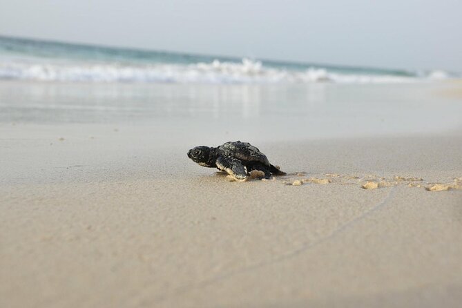 Guided turtle tour in a group in Boa Vista - Watching a female turtle lay her eggs