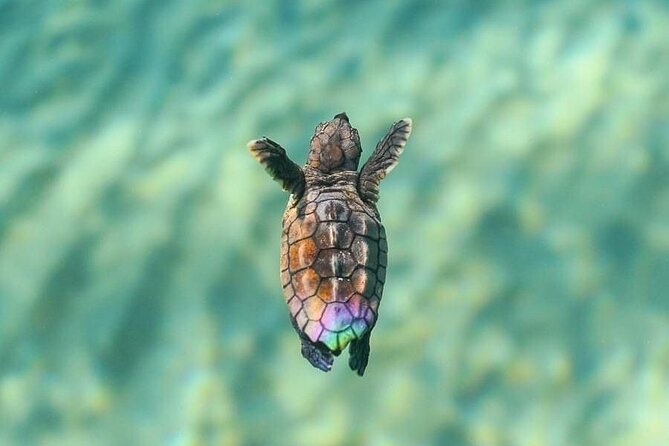 Guided turtle tour in a group in Boa Vista - What changes in November