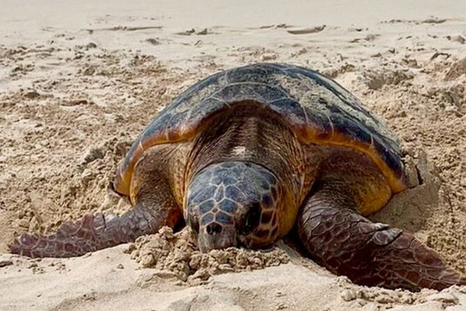 Guided turtle tour in a group in Boa Vista - Why a 12-person maximum improves the experience