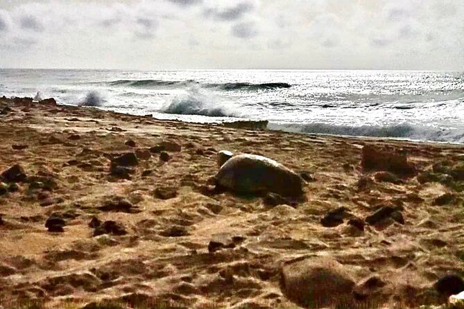 Guided turtle tour in a group in Boa Vista - The $104.68 price: fair value or too much?
