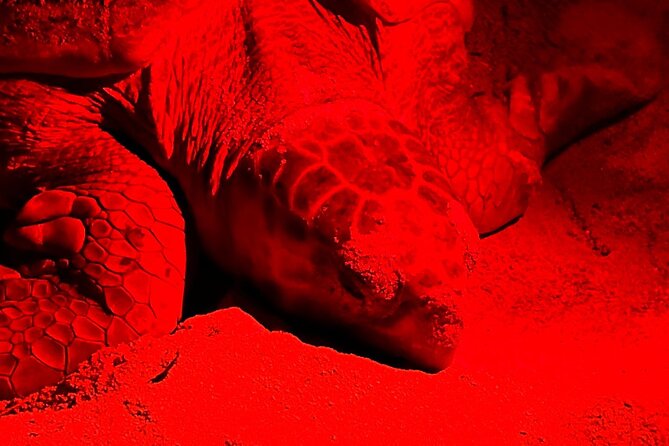 Guided turtle tour in a group in Boa Vista - Who will enjoy this evening most