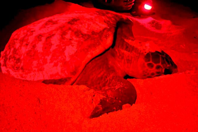 Guided turtle tour in a group in Boa Vista - The 6:30 pm pickup and ride to Ervatão