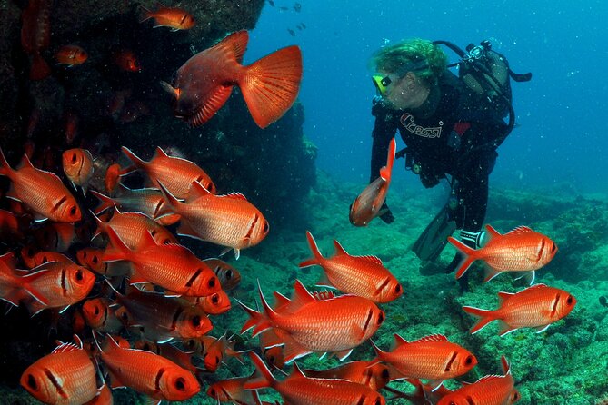 Half-Day Diving in Sal - What your morning in Santa Maria looks like