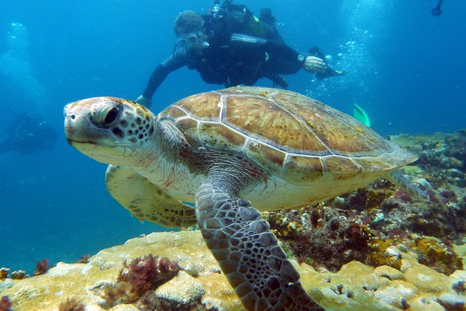 Half-Day Diving in Sal - Sal’s underwater setting, from walls to wrecks