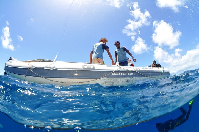 Half-Day Diving in Sal - Guidance that suits mixed experience levels