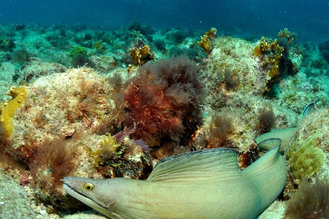 Half-Day Diving in Sal - Safety, weather, and the one serious drawback