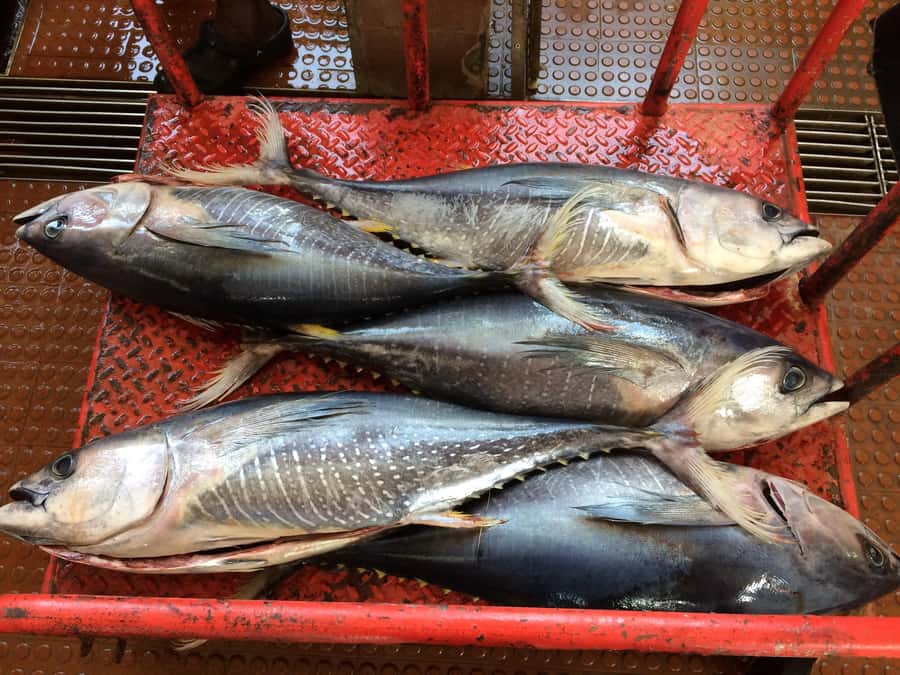Half Day Island Tour, Best of São Vicente, Highlights - Salamansa, a Working Fishing Village