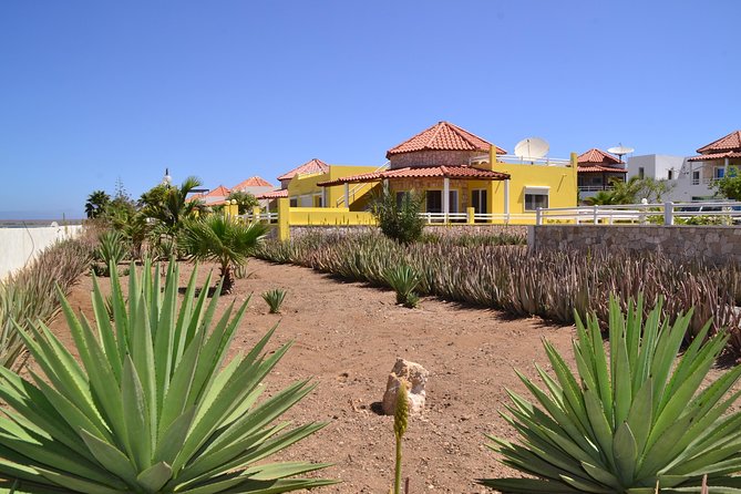 Half-Day Sal Island Tour with Shark Experience from Santa Maria - Palmeira’s fishing village character