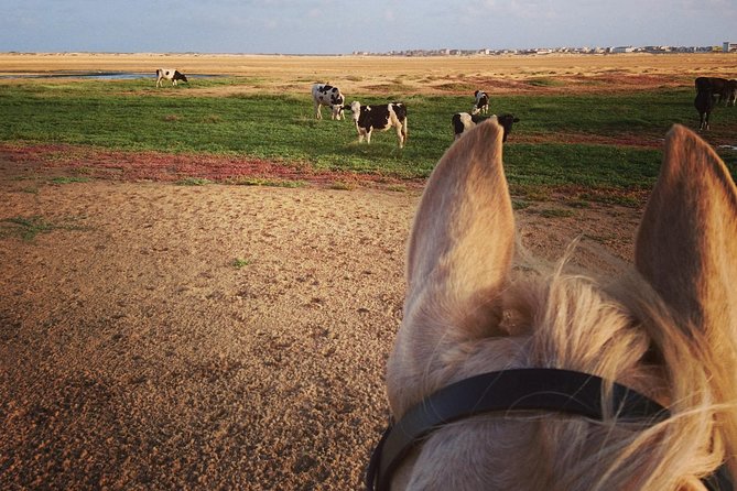 Horse Riding in Sal Island - Cabo Verde - Who should book the Sal horseback ride