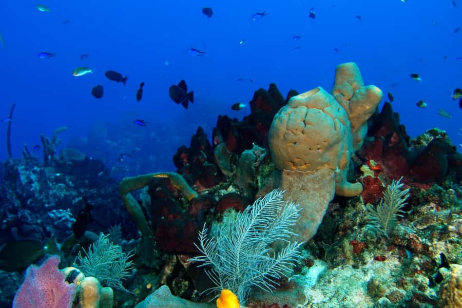 Ilha Do Sal: Snorkeling with Local Guide - Meeting the guide and learning the basics