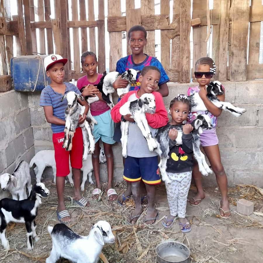 Island tour & cattle & Taste local flavors - Seeing Boa Vista beyond the beach