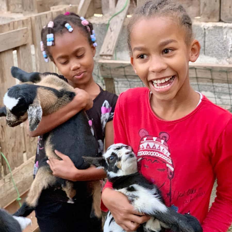 Island tour & cattle & Taste local flavors - Bofarreira farm: the most hands-on stop