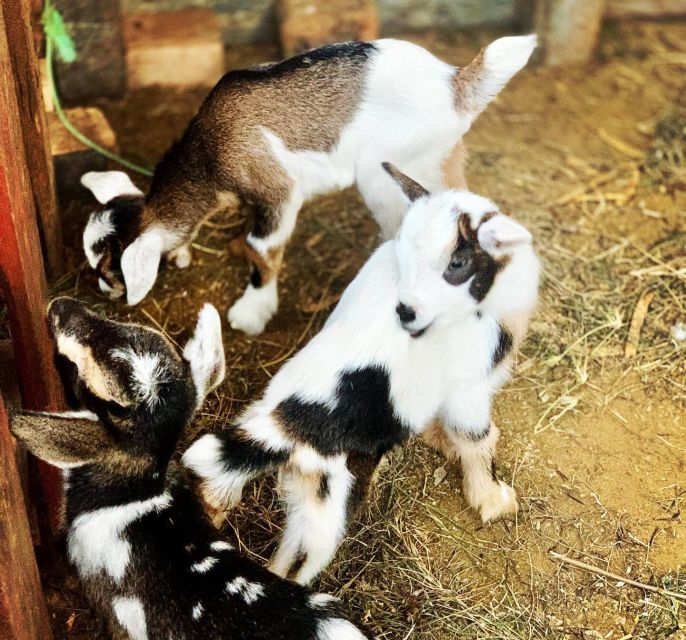 Island tour & cattle & Taste local flavors - Villages, craft stalls, and the color of the north