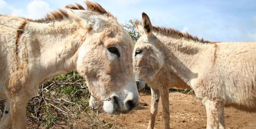 Island tour & cattle & Taste local flavors - The sea museum and Boa Vista’s marine life
