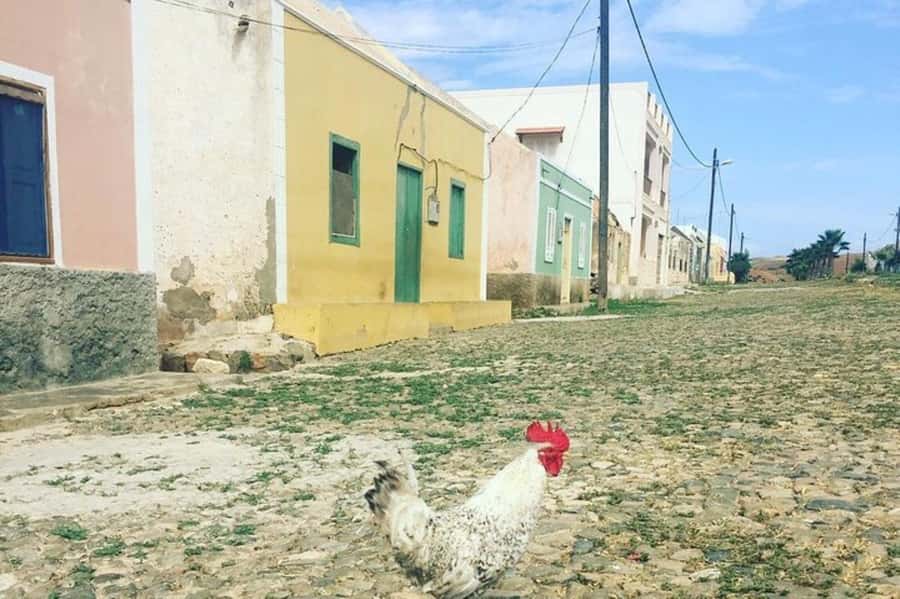 Island tour & cattle & Taste local flavors - The return along Road 66
