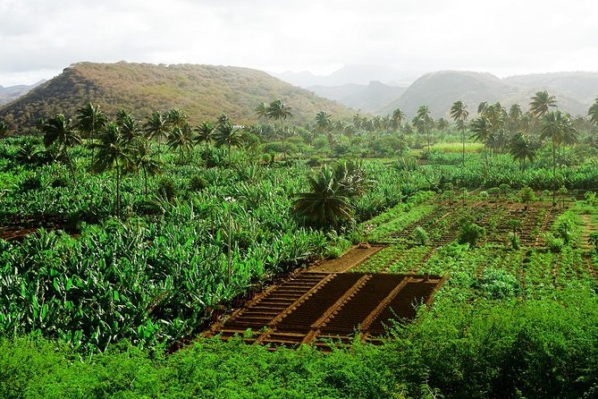 Like Locals: Banana Plantation, and Cuscuz with locals - From Praia to Santa Cruz’s banana fields