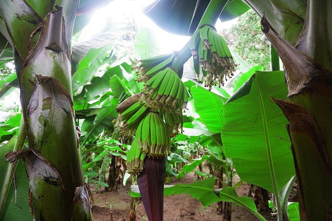 Like Locals: Banana Plantation, and Cuscuz with locals - A family kitchen in São Lourenço dos Órgãos