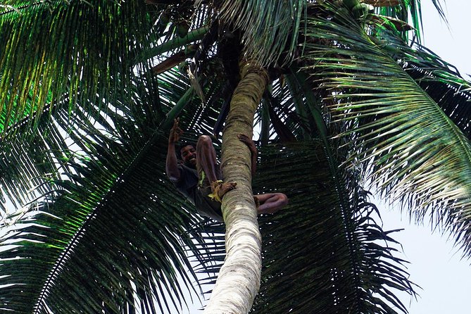 Like Locals: Banana Plantation, and Cuscuz with locals - What public transport adds to the day
