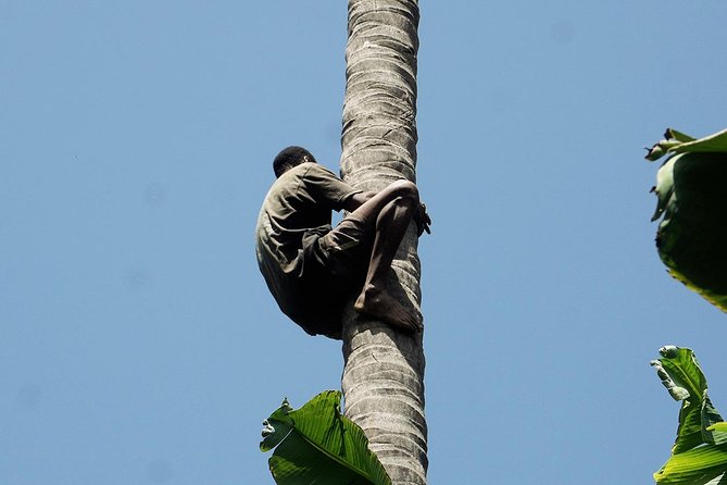 Like Locals: Banana Plantation, and Cuscuz with locals - Is $76.57 a fair price?