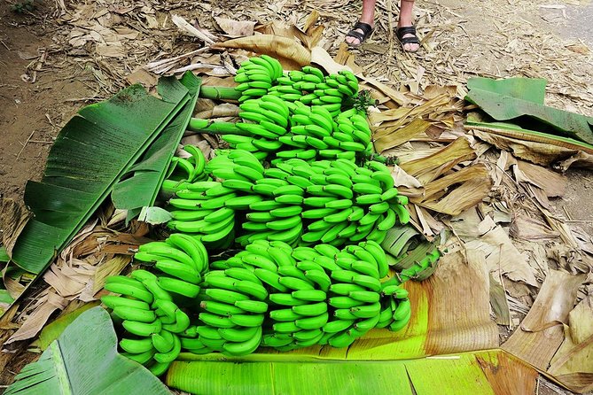 Like Locals: Banana Plantation, and Cuscuz with locals - Practical details before you book