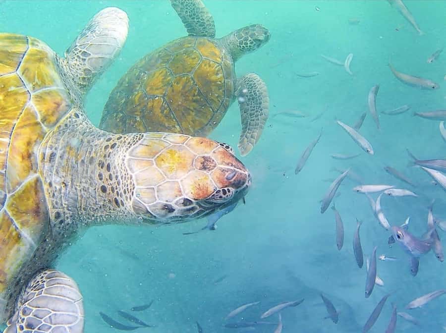 Live Snorkeling & Swimming with Sea Turtles in the Atlantic - Key points at a glance