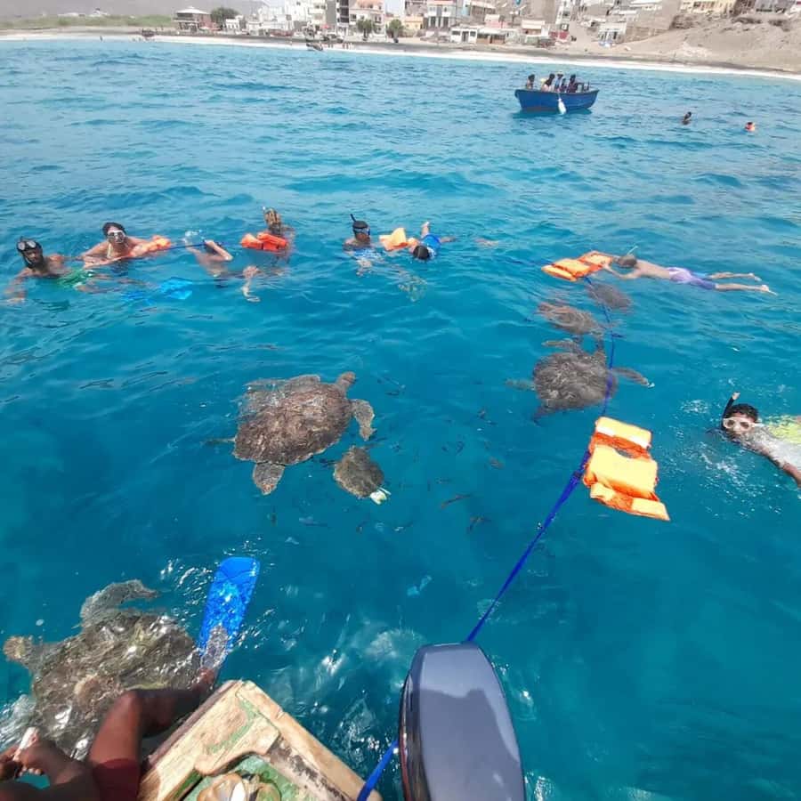 Live Snorkeling & Swimming with Sea Turtles in the Atlantic - Group size and the crowding issue