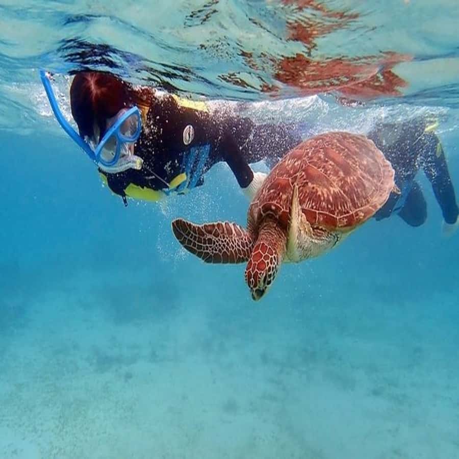 Live Snorkeling & Swimming with Sea Turtles in the Atlantic - Who will enjoy this most?