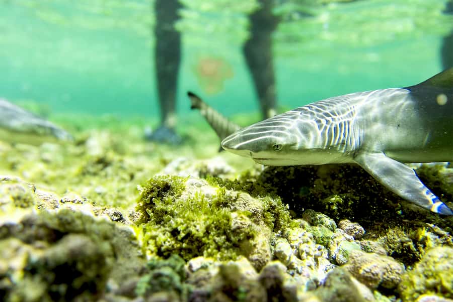 Murdeira: Sal Island Nature Reserve and Fishing Village Tour - Why this Sal Island tour works well