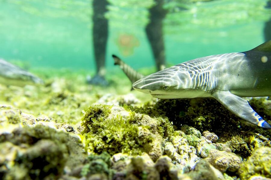 Murdeira: Sal Island Nature Reserve and Fishing Village Tour - What $50 really gets you