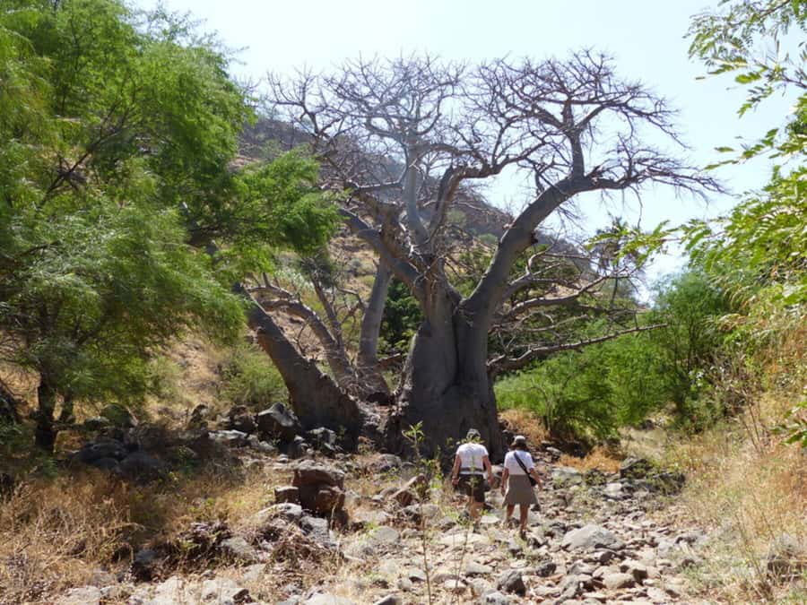 Praia: Baobab Mysterious Tree, Green Valley & Old City Hike - Watching for the symbolic bird