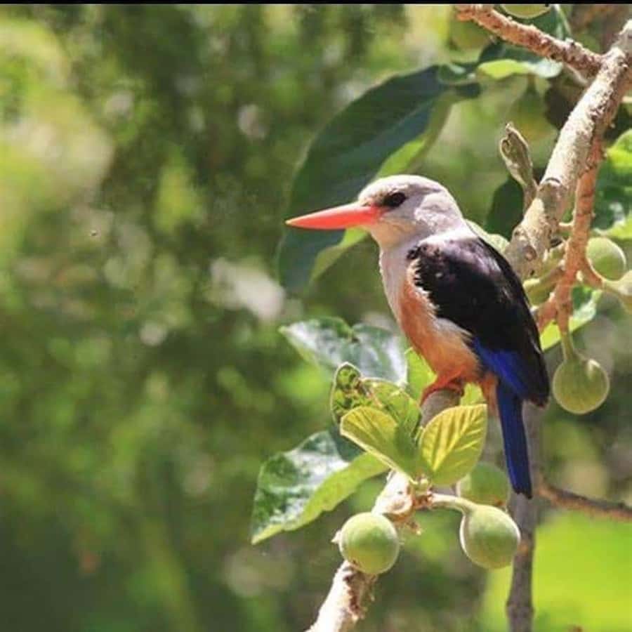 Praia: Baobab Mysterious Tree, Green Valley & Old City Hike - What the guide adds to the outing