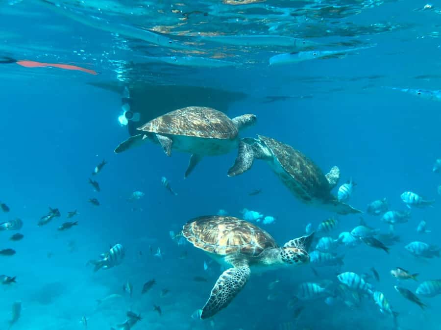 Private Snorkel Experience with Sea Turtle for Cruisers - What the Turtle Encounter Is Like