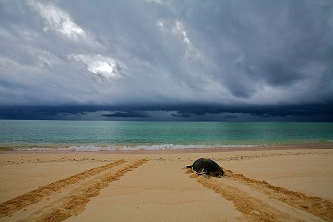 Private Turtle Watching Experience - Who should book this private turtle experience