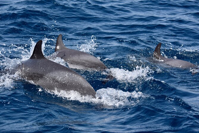 Sailing yacht half day- with Cape Verde Sailing - Wildlife watching without false promises