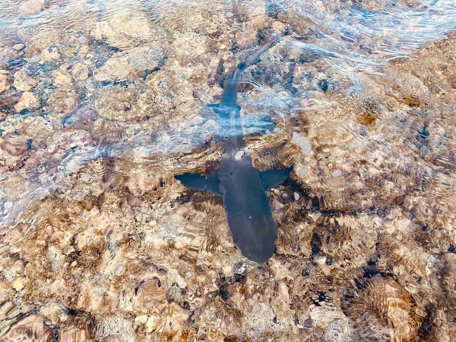 Sal: All inclusive Salt Lake, Natural pools and Shark Bay - Who should book this experience
