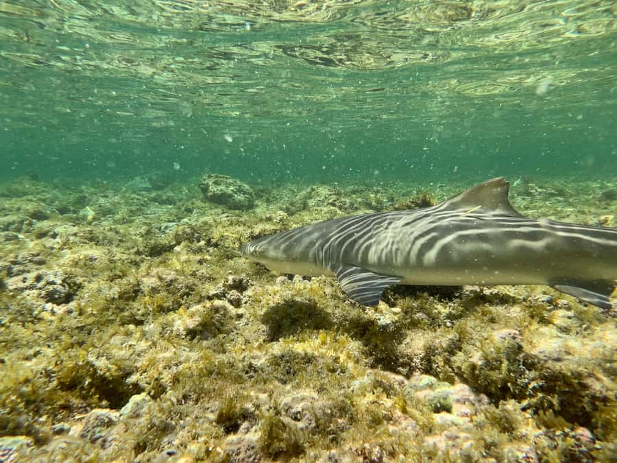 Sal Discovery: A Guided Small Group Island Tour - A full day of Sal beyond Santa Maria